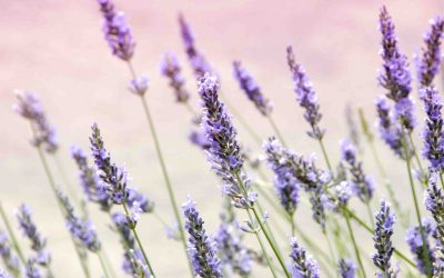 Lavanda: a tu per tu con il suo olio essenziale