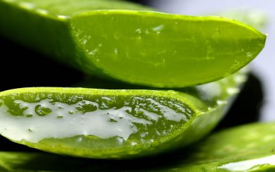 Aloe, tutta la verità su questa pianta