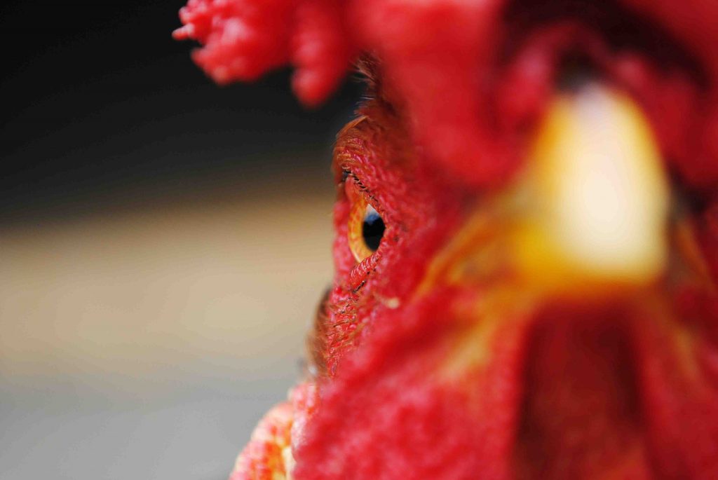 close up gallo collagene beautycologa