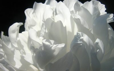 Peonia Bianca. Anti pollution, Anti Macchie e Anti Segni dell’Invecchiamento Precoce