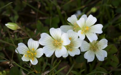 L’Olio di semi di Meadowfoam, alias Limnanthes Alba