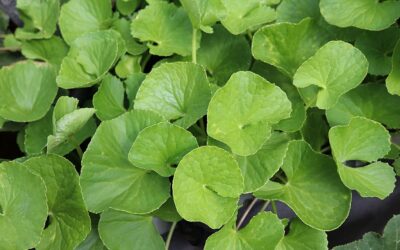 Centella Asiatica e Cica Cream