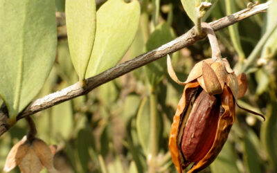 Olio di jojoba e il suo uso sulla pelle a tendenza acneica