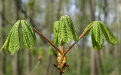 Escina: un aiuto per i capillari e contro i gonfiori